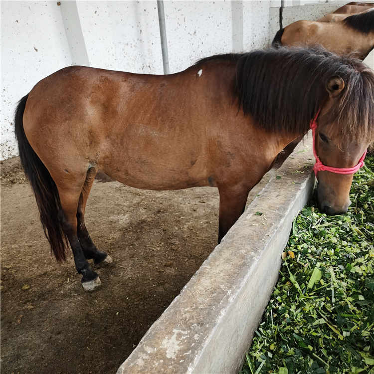 山东万顺牧业有限公司 产品展厅 >活马养殖场活体真