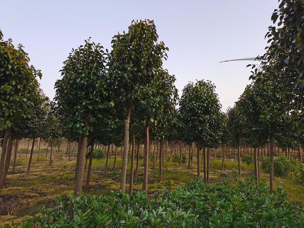 大叶女贞江苏东台10公分  大叶女贞苗木基地批发价格 高杆女贞