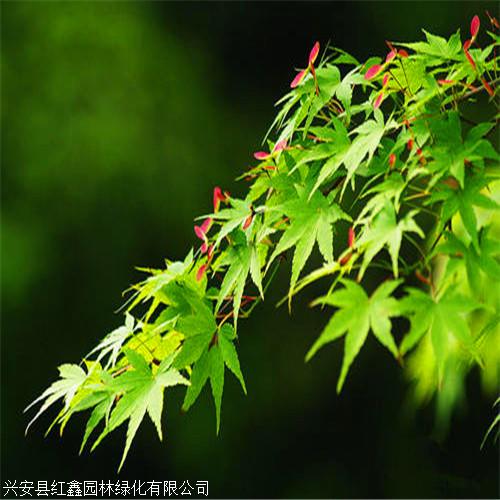 青枫批发 云南青枫树规格齐全 基地直销