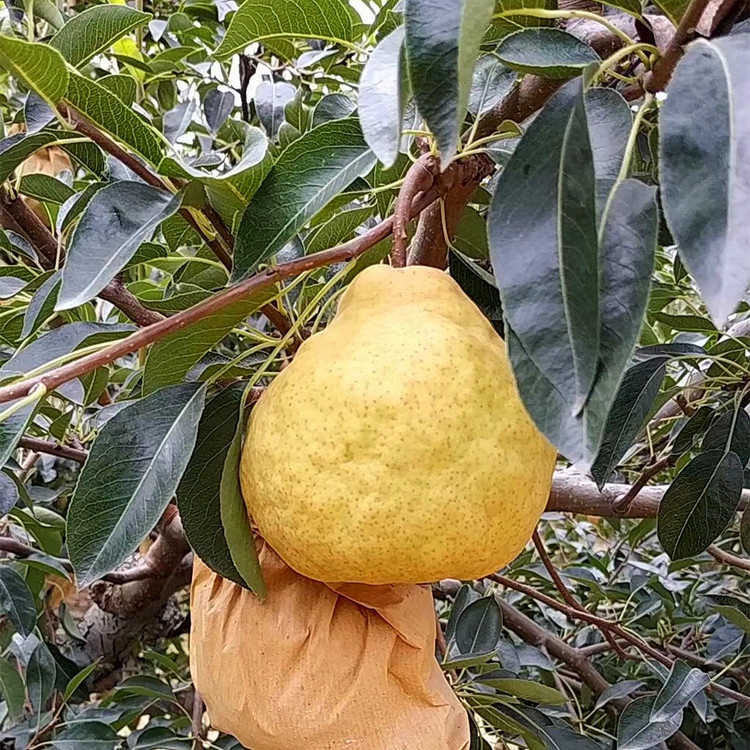 瑞硕农业 农业供应丑梨树苗 5公分丑梨树苗