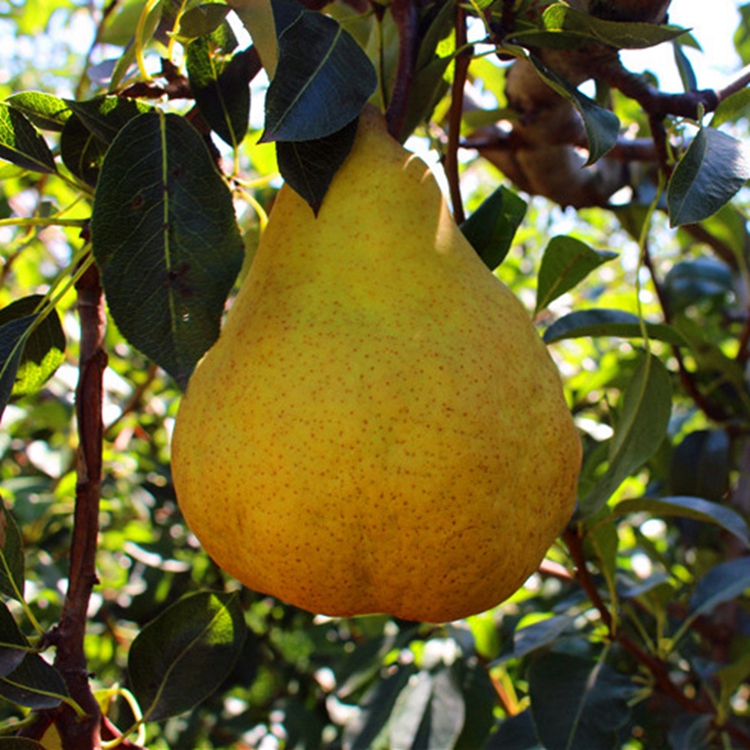 瑞硕丑梨树苗批发供应丑梨树苗