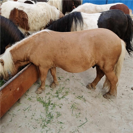 蒙古马出售马匹养殖交易影视用马骑乘矮马多钱一匹