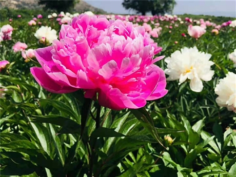 觀賞芍藥苗批發 中川芍藥種植基地 芍藥花的栽培