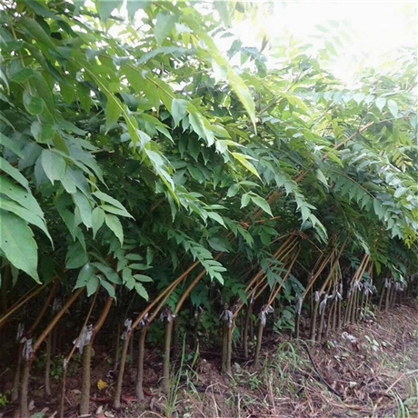 1年生南酸枣苗木产地供应昊天园林嫁接南酸枣苗基地