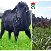 湖南湘美黑山羊,湖南湘美黑山羊繁育,黑山羊种羊基地