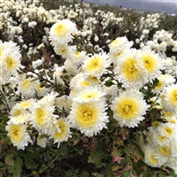 亳州贡菊花种苗批发商联系方式