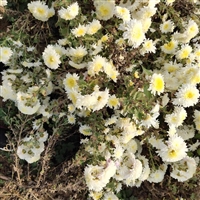 亳州亳菊花苗子产地批发 插纤秧苗直销新价格