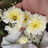 亳州杭白菊花种苗批发