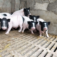 门头沟区香猪种苗养巴马香猪养殖场免费提供技术