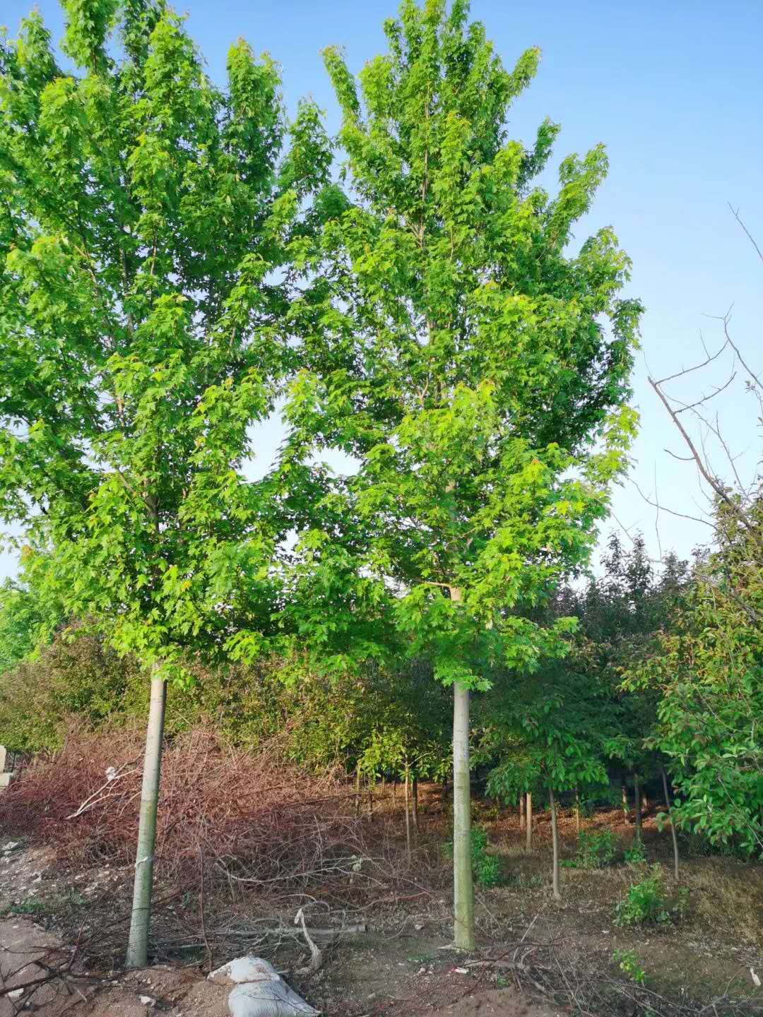 山东银白槭基地