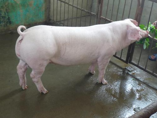 长白母猪 大量母猪销售 包送上门