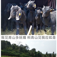 湖南养羊基地,长沙湘美养羊场