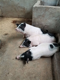 门头沟区香猪养殖巴马香猪价格市场价格免费提供技术