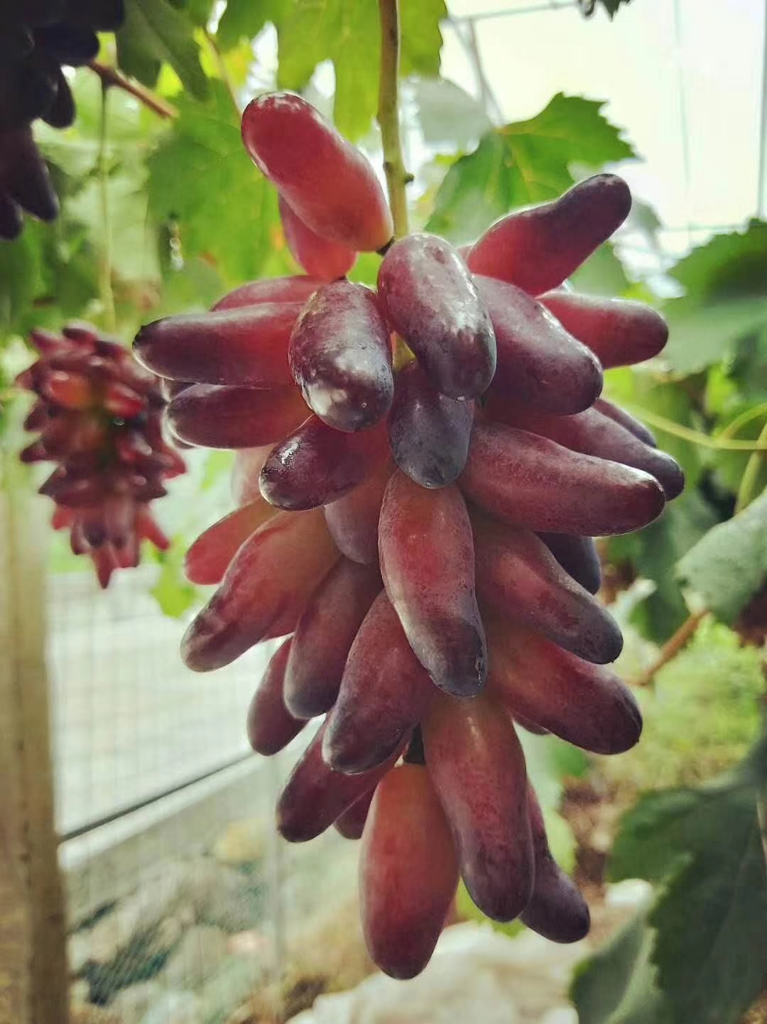 红高峰葡萄的颗粒超大,是选用巨峰葡萄培育而成的,成熟之后的.4.