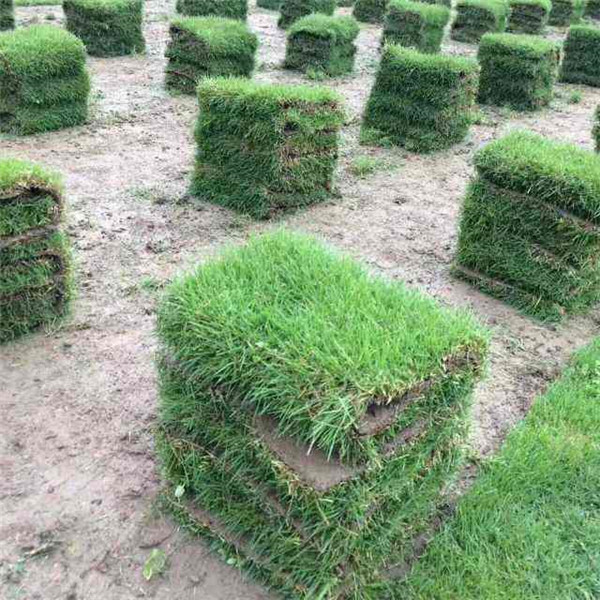 台湾草卷-台湾草卷价格/厂家/批发-惠州市万草园绿化草业有限公司