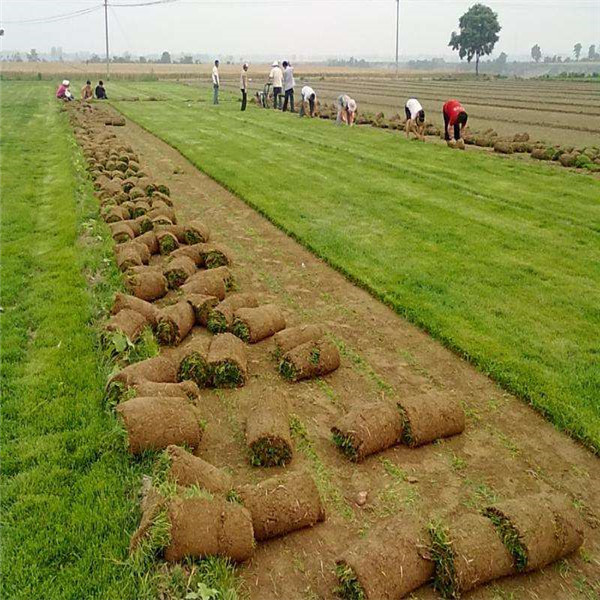 梅州台湾草卷马尼拉草皮绿化草皮批发