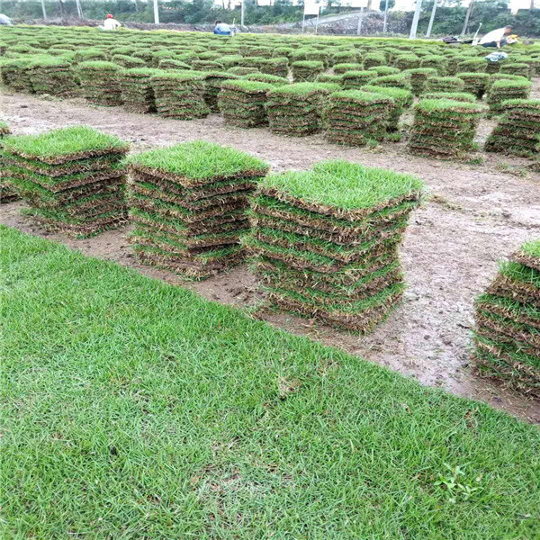 兰引三号草坪 绿化草皮价格 小区兰引三号草皮