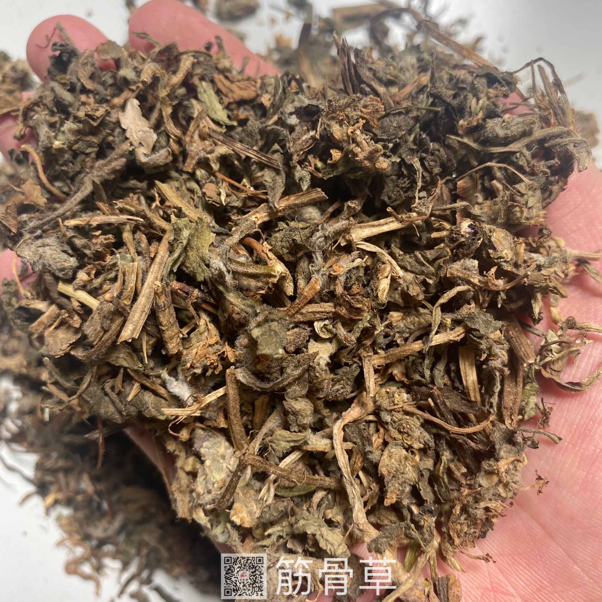 白花筋骨草药用价值图片