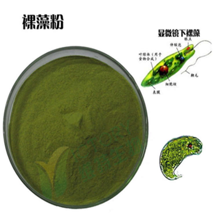 水溶性裸藻粉裸藻提取物多糖绿虫藻粉