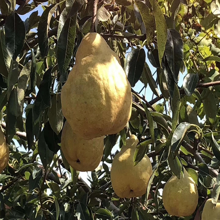 丑梨树苗种植技术