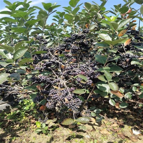 海达苗木 黑果花楸2年苗 产果绿化苗 量大价优