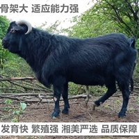 重庆黑山羊羊苗价格  湘美黑山羊种羊价格