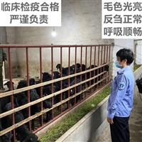 湖南努比亚黑山羊养殖基地  湖南黑山羊