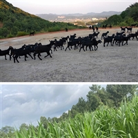 湖南黑山羊养殖场,长沙黑山羊养殖基地,湖南养殖网