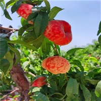 常年供应映霜红桃树苗-根系完整移栽容易成活