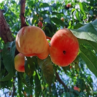 紅桃苗基地新品種，蟠桃苗基地新品上市