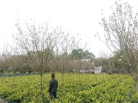 成都西府海棠苗圃种植基地 四川西府海棠价格 西府海棠树苗报价