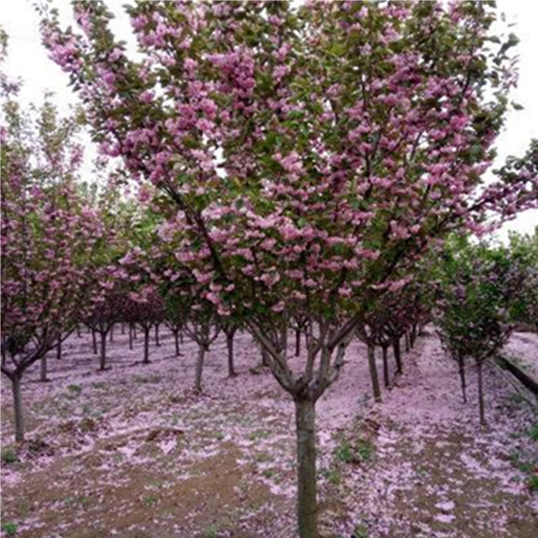 江苏精品樱花树基地批发 大量出售樱花树苗 规格齐全