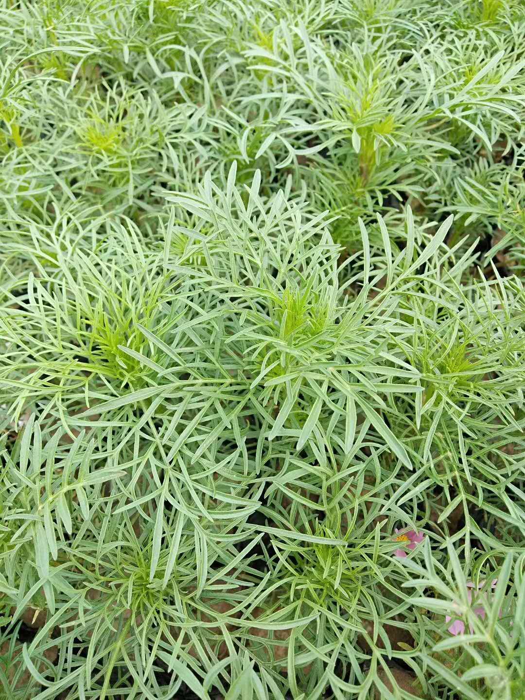 秋英生长于海拔可达2700米以下的路旁,田埂,溪岸等地.