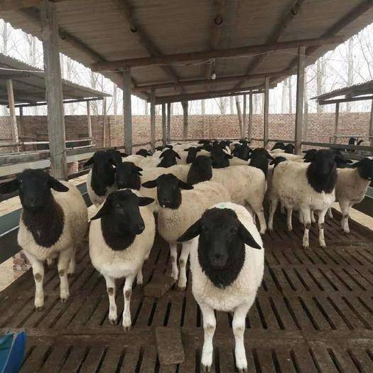 养殖场销售纯种杜泊绵羊澳洲白白头杜泊绵羊羊羔