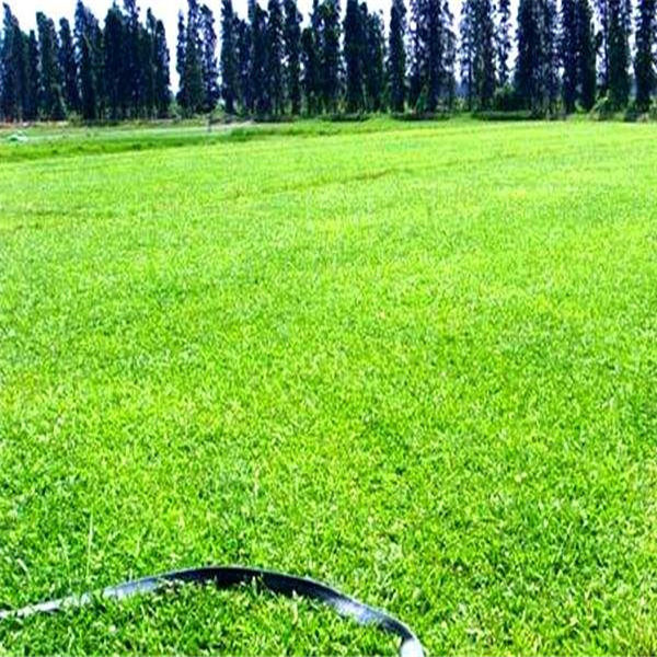 河源大叶油草卷 绿化草皮 优质台湾草卷