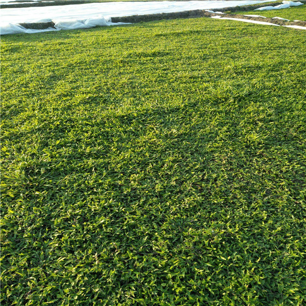 大叶油草坪 揭阳大叶油草皮