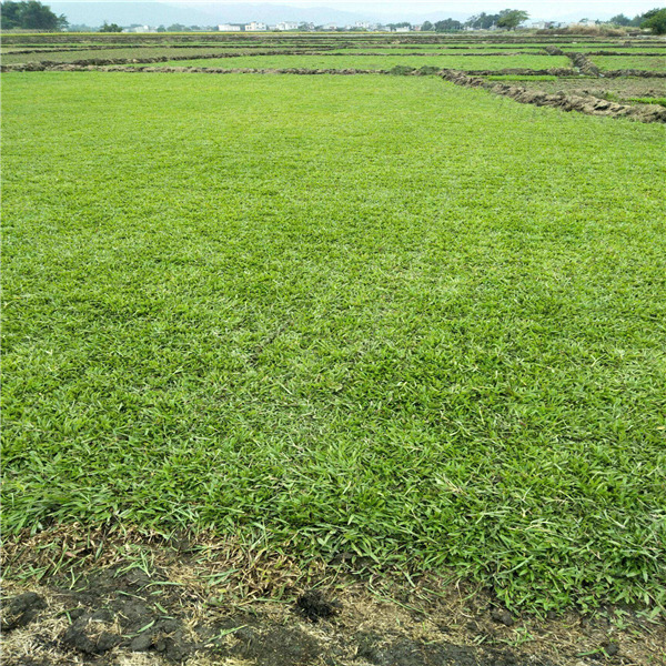 清远大叶油草卷 绿化草坪 优质台湾草种