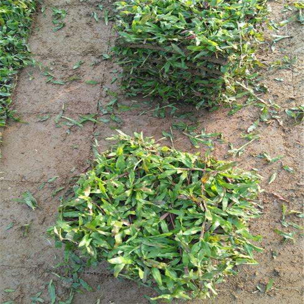 河源大叶油草卷 绿化草皮 优质台湾草卷