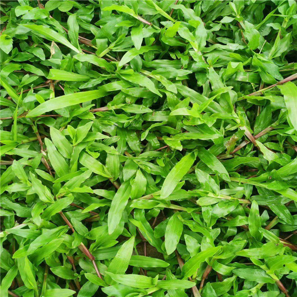 惠州大叶油草坪 草籽价格 大叶油草种