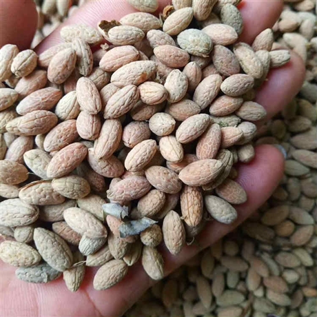 毛竹种子楠竹种子昊天林业毛竹种子供应价格