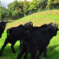 100亩荒山能放养多少羊  10亩荒田
