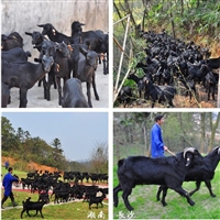 黑山羊种羊,湘美黑山羊,黑山羊养殖牧草