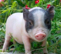 宣武区香猪养殖巴马香猪价格市场价格免运费