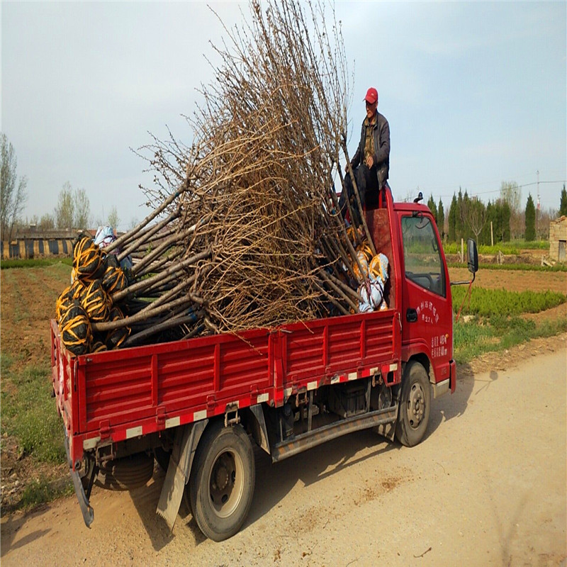 苗圃批发5公分黑松苗盛果源黑松树苗自产自销