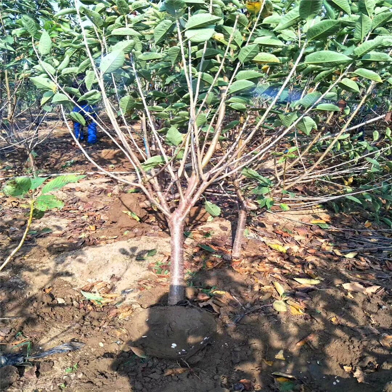 基地批发北美海棠苗南北适应嫁接北美海棠树苗种植规律