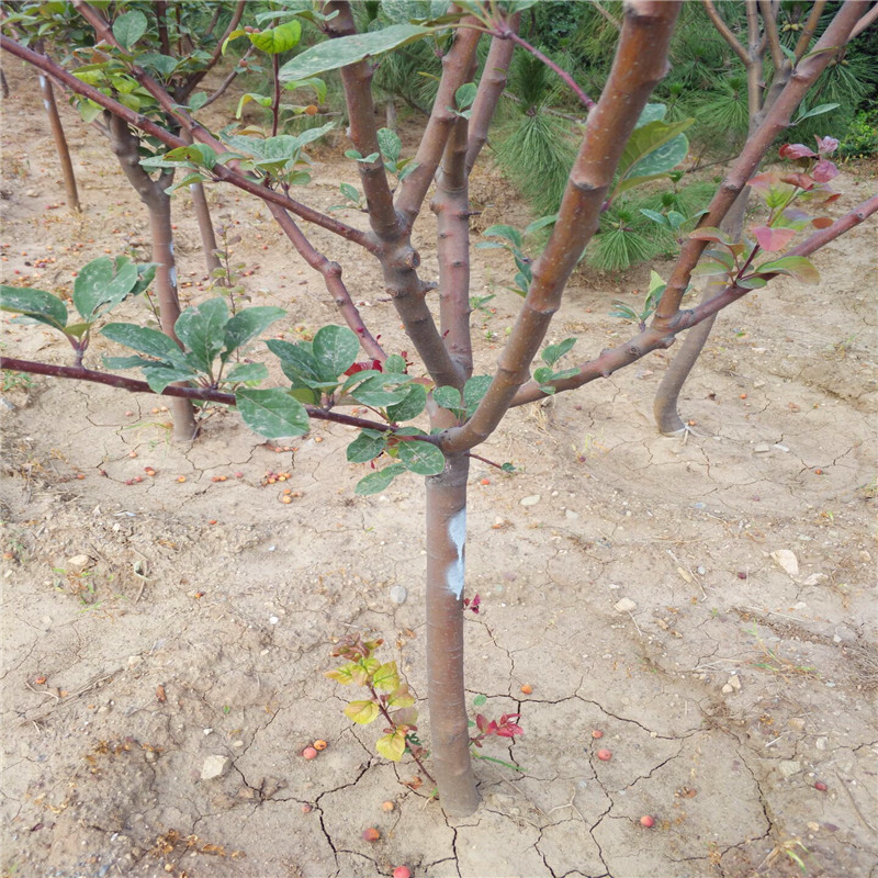 2公分北美海棠苗成活率高4公分西府海棠树苗厂家直销