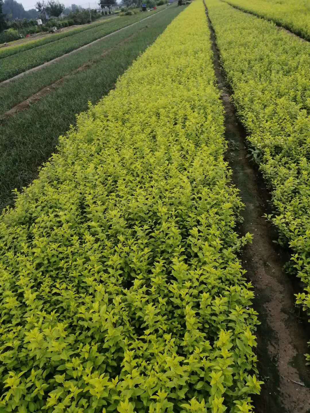 青州金葉女貞_青州金葉女貞供應批發_潤澤高品質金葉女貞價格