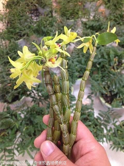 农夫石斛的效果与作用及食用方法