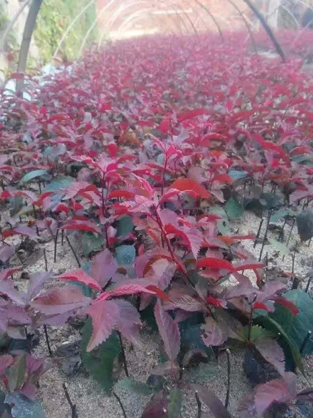 西藏紅葉榆葉梅小苗獨乾紅葉榆葉梅批發紅葉榆葉梅