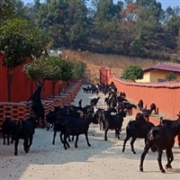 养殖黑山羊种什么牧草  存栏一千只黑山羊
